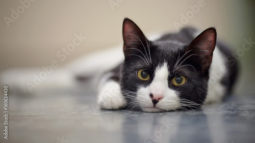 Obraz na płótnie Portret smutnego kota czarny i biały kolor