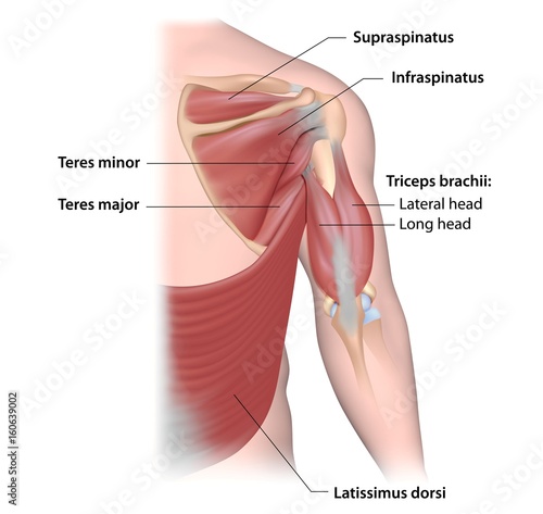 Fotografie, Tablou  Muscles acting on the humerus, back view, labeled.