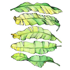 Wall Mural - Set exotic tropical banana green and yellow leaves.Watercolor hand drawn painting illustration, on white background.