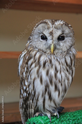 フクロウの正面 山形県 Stock 写真 Adobe Stock フクロウの正面 山形県 Stock 写真 Adobe Stock