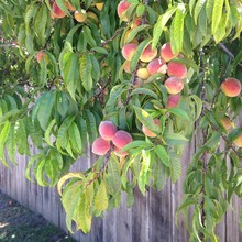 Peach Tree Against Fence