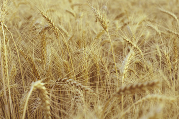 Background of golden ears of wheat