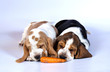 Two basset hound puppies gnawing a carrot together