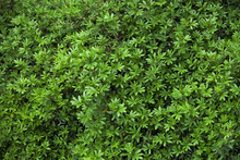 Leaves Of Green Shrub Plants