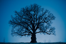Oak Tree Silhouette At Night
