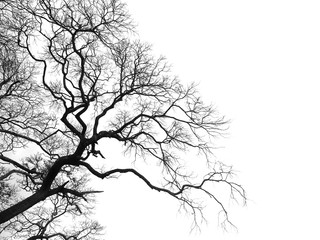 dead branches tree isolated on white background