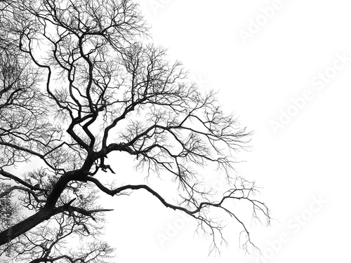 Dekoracja na wymiar  martwe-galezie-drzewa-na-bialym-tle