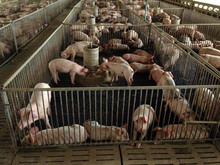 Overview Of Pig Breeding Farms. Pigsty, Pig Farm
