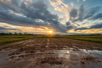 Wall Mural - Soil preparation and rice field with sunset in Chiang mai, Thailand.