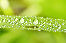 Water Drop On Fresh Green Grass