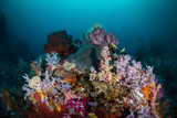 Fototapeta Do akwarium - Soft Coral Bommie