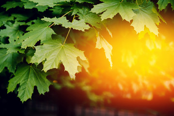green maple leaves with a glare of the sun