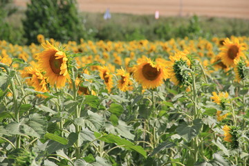 Sunflowers 