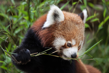 Poster - Western red panda (Ailurus fulgens fulgens)