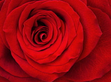 Closeup Of Red Rose Flower