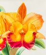  Watercolor original painting yellow red color of orchid flower and green leaves.