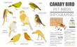 Canary breeds icon set flat style isolated on white. Pet birds collection. Create own infographic about pets