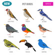 Pet birds collection, breeds icon set flat style isolated on white. Create own infographic about pets
