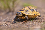 Fototapeta Konie - Juvenile Spur-thighed tortoise