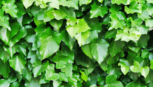 Common ivy leaf wall background (Hedera helix)