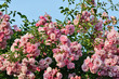 Pink climbing rose bush flowers