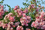 Pink climbing rose bush flowers