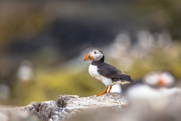 Wall Mural - Puffin standing on rock in breeding colony