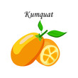 Vector illustration logo for whole ripe fruit kumquat,green stem leaf,cut half,sliced cumquat,background.Kumquat pattern consisting of natural sweet food.Eat fresh tropical fruits kumquats to health.