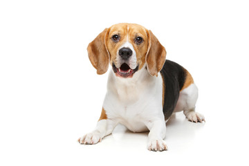 Wall Mural - beautiful beagle dog isolated on white