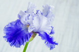 Beautiful iris flower closeup