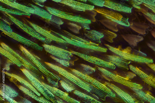Butterfly wing under the microscope
