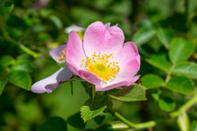 Wild Rose Closeup
