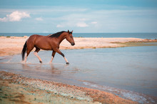 Red Horse Runs In The Water Of The Blue Sea