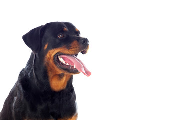 Poster - Adult Rottweiler dog