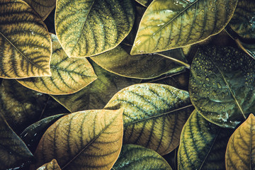 Wall Mural - the fresh tropical green leaves with rain water drop background , retro vintage color tone