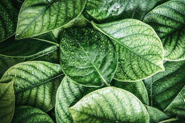 Wall Mural - the fresh tropical green leaves with rain water drop background