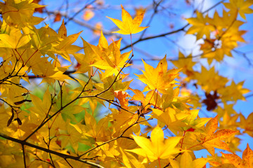 Wall Mural - Japanese yellow maple leaf with blue sky background in autumn
