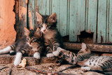 Fototapeta Koty - homeless adorable kittens playing at street