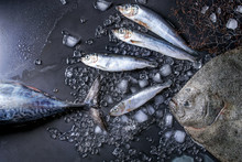 Raw Fresh Tuna, Herring And Flounder Fish On Crushed Ice Over Dark Wet Metal Background. Top View With Space