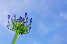 Morning Dew Drops On Lily Of The Nile Or African Lily ( Agapanthus Africanus, Agapanthus Praecox) With Blue Sky In The Background.
