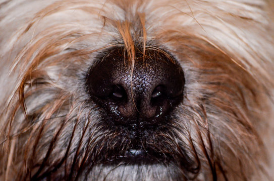 Wall Mural - Close up shot of dog wet nose