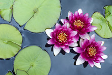 A Group Of Pink Pond Lilies