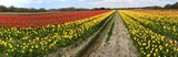 Fototapeta Sawanna - champs de tulipe