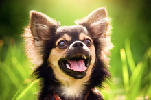 Fluffy Chihuahua Sit On The Green Grass