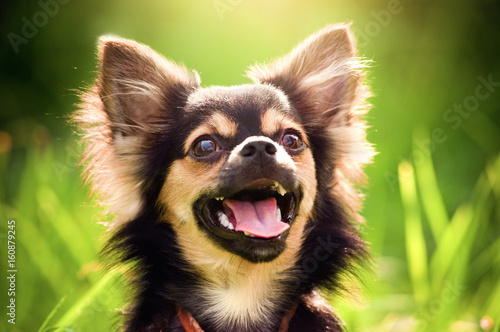 Cuadros en Lienzo Fluffy chihuahua sit on the green grass