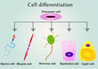 Cells differentiation from precursor cell 