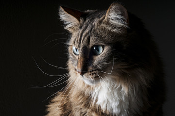 Beautiful fluffy big cat on a black background