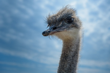 ostrich bird head and neck close up on blue sky background