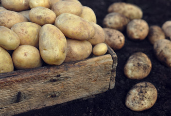 Wall Mural - Raw harvested potatoes in wooden crate, soil background