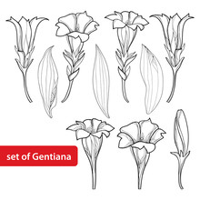 Vector Set With Outline Gentiana Or Gentian Flower, Bud And Leaf Isolated On White Background. Alpine Mountain Flowers In Contour Style For Summer Or Herbal Medicine Design And Coloring Book.